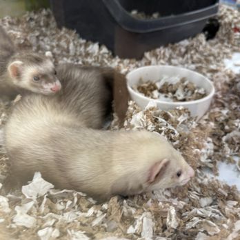 Petco - Ferrets in the display case - Pet Stores Near Me - Humble, Texas Petco - Ferrets in the display case - Pet Stores Near Me - Humble, Texas