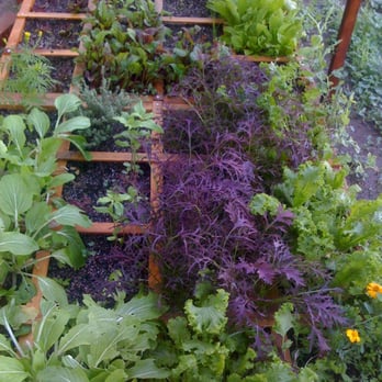 Leonardo Chalupowicz Studio - Vegetable beds - Landscaping Near Me