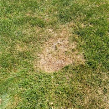 Cut King Lawn Care - More scalping - Lawn Services Near Me - Royal Oak, Michigan Cut King Lawn Care - More scalping - Lawn Services Near Me - Royal Oak, Michigan