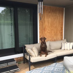 Dog Training Pluto's Way - Tabitha celebrating her door routine...pardon our construction.
