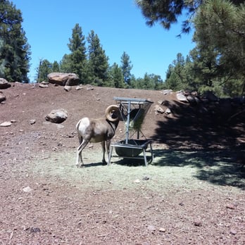 Bearizona - Lunch time. - Zoos Near Me - Williams, Arizona Bearizona - Lunch time. - Zoos Near Me - Williams, Arizona
