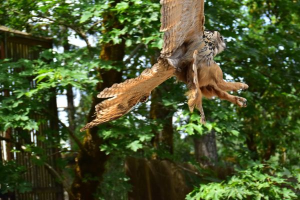 Cascades Raptor Center by null