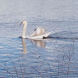 Cameron Park Lake - Adolescent swan!