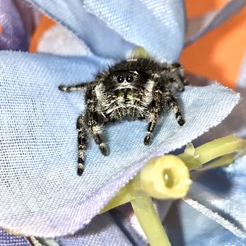 World Of Phids - Phidippus audax Jumping spider - Pet Breeders Near Me World Of Phids - Phidippus audax Jumping spider - Pet Breeders Near Me