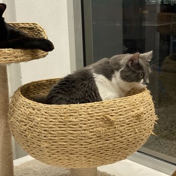 Mini Cat Town - Pet Adoption Near Me - Palo Alto, California