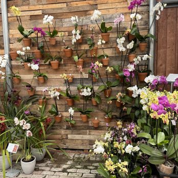 Plant Depot - Orchid wall! - Nurseries & Gardening Near Me - San Juan Capistrano, California Plant Depot - Orchid wall! - Nurseries & Gardening Near Me - San Juan Capistrano, California