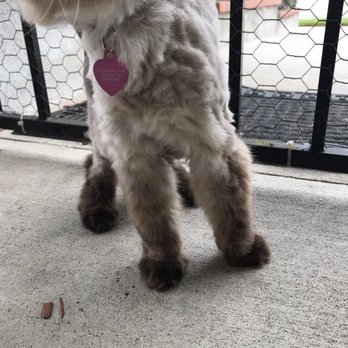Underdog Pet Stylist - Pet Groomers Near Me - Oxnard, California
