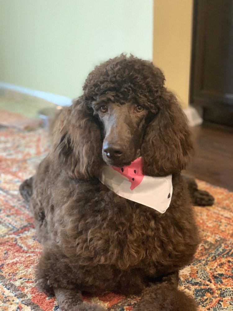 WOOF GANG BAKERY & GROOMING JACKSONVILLE, NC Updated June 2024 50 Photos & 28 Reviews 4225