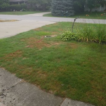 Weed Man - This is what they did to my lawn. - Pest Control Near Me - Twinsburg, Ohio