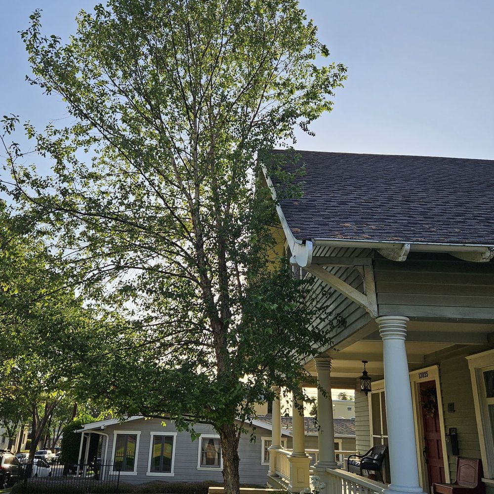 Affordable Tree Service - Before - Tree Services Near Me Affordable Tree Service - Before - Tree Services Near Me