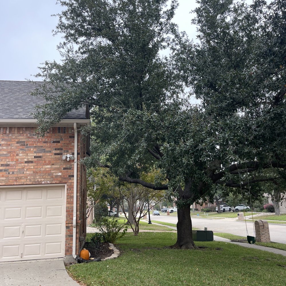 Max Tree service - Before - Tree Services Near Me Max Tree service - Before - Tree Services Near Me