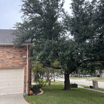 Max Tree service - Before - Tree Services Near Me