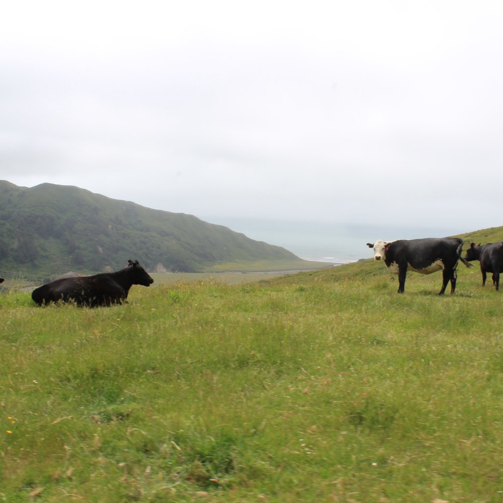 Mattole Road - Cows roaming freely along the side of the road. - Local Flavor Near Me - Ferndale, California Mattole Road - Cows roaming freely along the side of the road. - Local Flavor Near Me - Ferndale, California