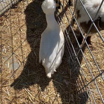 Party Ponies And Pets - Einstein! - Kids Activities Near Me - Pinon Hills , California Party Ponies And Pets - Einstein! - Kids Activities Near Me - Pinon Hills , California
