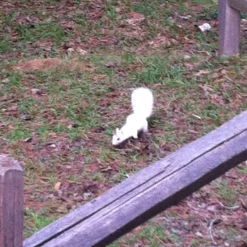 Tallahassee Museum - White squirrel. - Museums Near Me - Tallahassee, Florida