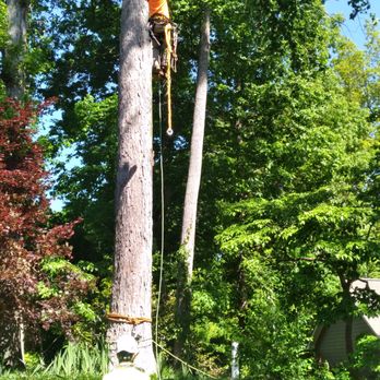Hager's Tree Care - Here at Hager's Tree Care, we specialize in advanced climbing and rigging. - Tree Services Near Me