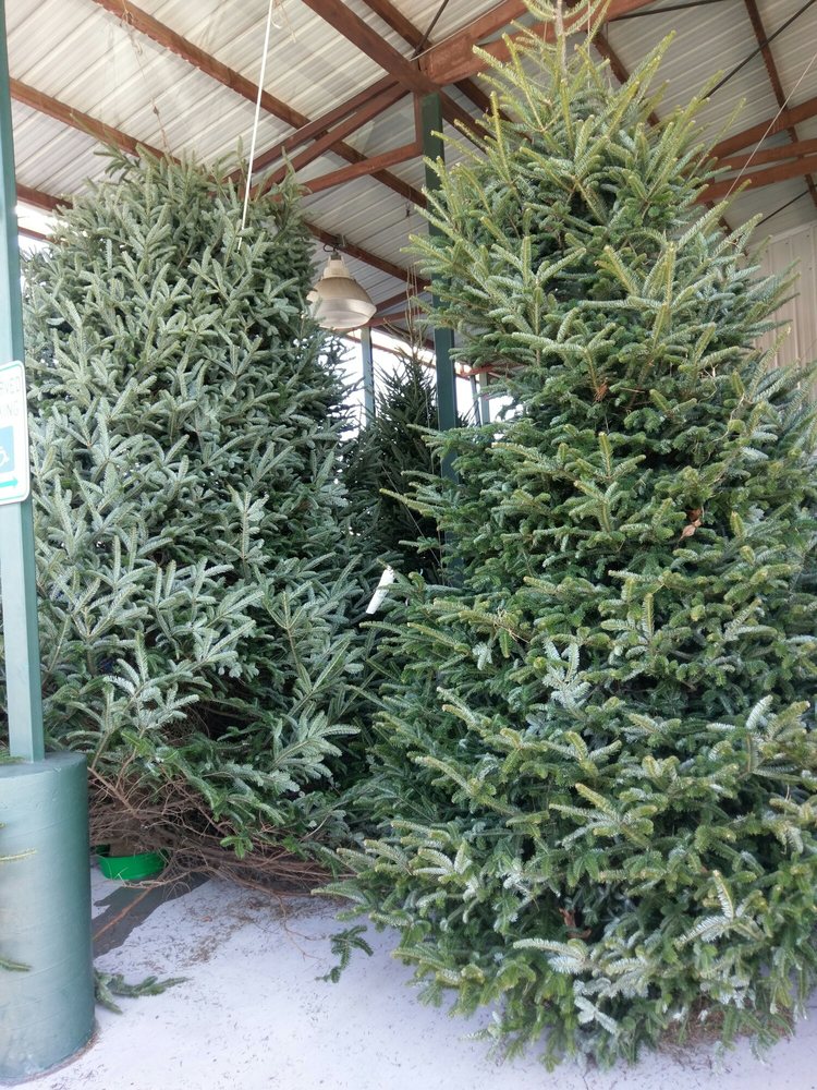 KISER’S CHRISTMAS TREES - Updated August 2024 - 460 Concord Pkwy N