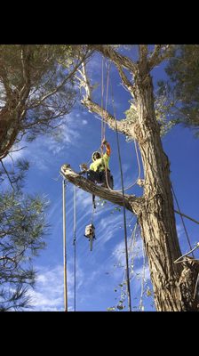Residential Tree Removal Services - At Sea West Tree Service, we specialize in professional residential tree removal, ensuring safety, efficiency, and property protection. With nearly 50 years of experience, our skilled team removes hazardous, overgrown, or unwanted trees while prioritizing your home's safety and curb appeal.
Why Choose Us?
✔ Safe & Efficient Removal – Protecting your home and landscape.
✔ Storm-Damaged & Hazardous Tree Removal – Fast, reliable service when you need it most.
✔ Licensed & Insured Experts – CA License #1095393.
✔ Stump Grinding & Cleanup – Leaving your yard clean and beautiful.
📞 Call or text for a free estimate: (310) 370-2929
📍 Serving South Bay & Greater Los Angeles
Trust Sea West Tree Service for expert residential tree removal—keeping your home safe and beautiful! 🌿✨ Residential Tree Removal Services - At Sea West Tree Service, we specialize in professional residential tree removal, ensuring safety, efficiency, and property protection. With nearly 50 years of experience, our skilled team removes hazardous, overgrown, or unwanted trees while prioritizing your home's safety and curb appeal.
Why Choose Us?
✔ Safe & Efficient Removal – Protecting your home and landscape.
✔ Storm-Damaged & Hazardous Tree Removal – Fast, reliable service when you need it most.
✔ Licensed & Insured Experts – CA License #1095393.
✔ Stump Grinding & Cleanup – Leaving your yard clean and beautiful.
📞 Call or text for a free estimate: (310) 370-2929
📍 Serving South Bay & Greater Los Angeles
Trust Sea West Tree Service for expert residential tree removal—keeping your home safe and beautiful! 🌿✨