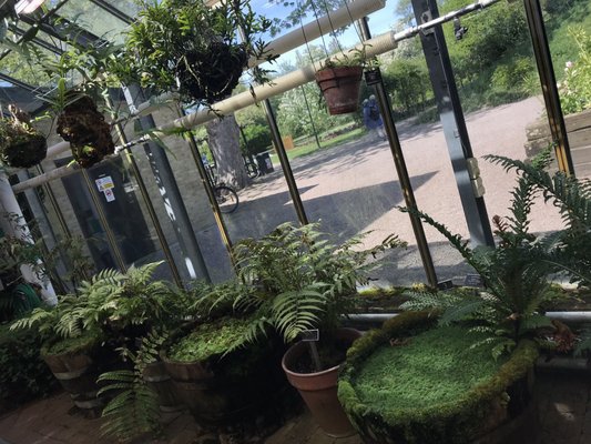 Botaniska trädgården by null