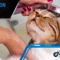 American Water And Plumbing - Treat your furry friends to the same soft water you use for yourself.