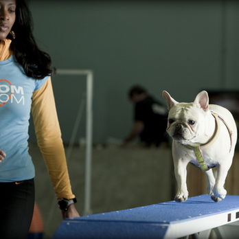 Zoom Room Dog Training - Pet Training Near Me - Seattle, Washington Zoom Room Dog Training - Pet Training Near Me - Seattle, Washington