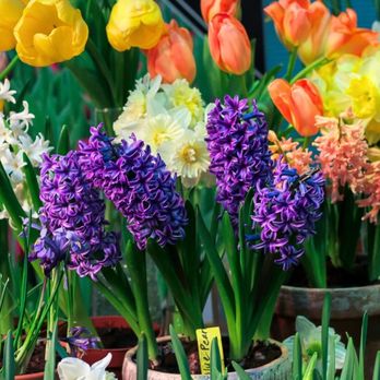 Alpine Nursery & Garden Center - We offers a wide selection of potted tulips, daffodils and hyacinths bulbs. Now all in stock. - Nurseries & Gardening Near Me - Belleville, New Jersey Alpine Nursery & Garden Center - We offers a wide selection of potted tulips, daffodils and hyacinths bulbs. Now all in stock. - Nurseries & Gardening Near Me - Belleville, New Jersey
