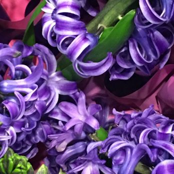 Mariano's - Hyacinths! January 2019 - Grocery Near Me - Skokie, Illinois Mariano's - Hyacinths! January 2019 - Grocery Near Me - Skokie, Illinois