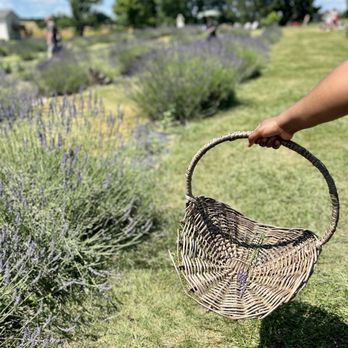 Seven Oaks Lavender Farm - Lavender - Flowers & Gifts Near Me - Catlett, Virginia Seven Oaks Lavender Farm - Lavender - Flowers & Gifts Near Me - Catlett, Virginia