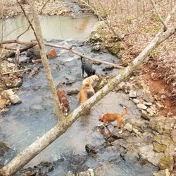 Cody Dog Camp - Playing in the creek during their walk.