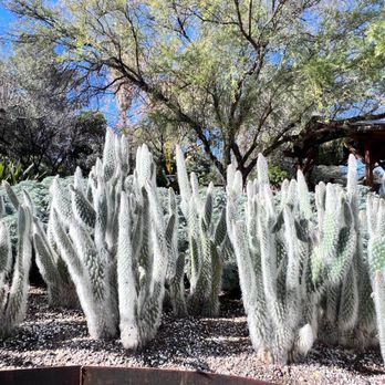 Tucson Botanical Gardens - Botanical Gardens Near Me - Tucson, Arizona