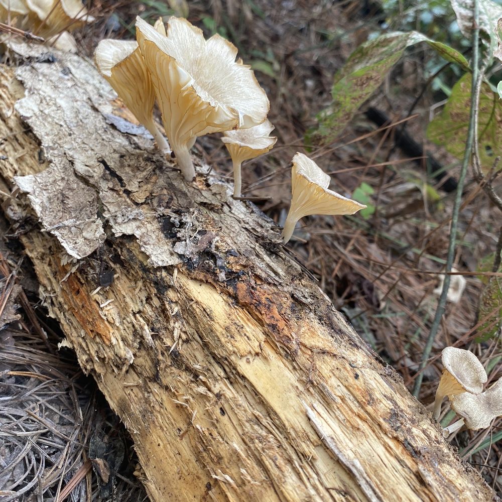 DAINGERFIELD STATE PARK - Parks Near Me - Daingerfield, Texas