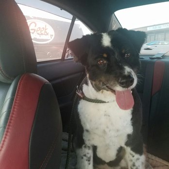 K9 Klipper - I am so happy I found Noel! Our Cece girl looks and feels amazing! - Pet Groomers Near Me - Huntington Beach, California