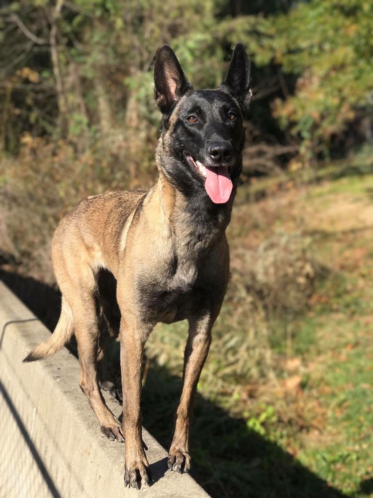 OFF LEASH K9 TRAINING MADISON Updated April 2024 13 Photos