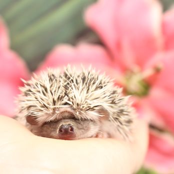 Granite State Hedgehogs - Pet Stores Near Me - Franklin, New Hampshire Granite State Hedgehogs - Pet Stores Near Me - Franklin, New Hampshire