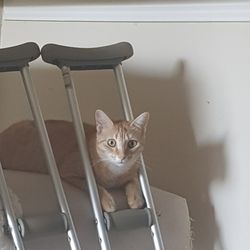 Adams Bone and Joint - My cat Ginger, waiting for my knee to heal :)