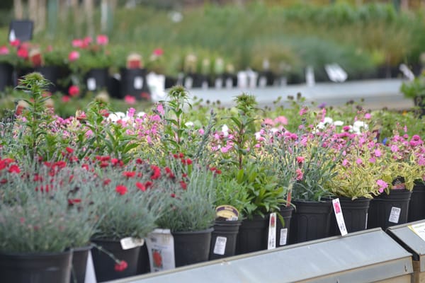 Homestead Gardens by null