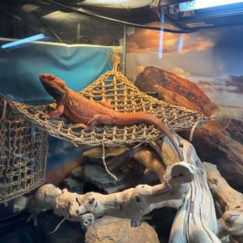 Scales 'N Tails Phoenix West - RaeBan - Reptile Shops Near Me - Phoenix, Arizona Scales 'N Tails Phoenix West - RaeBan - Reptile Shops Near Me - Phoenix, Arizona