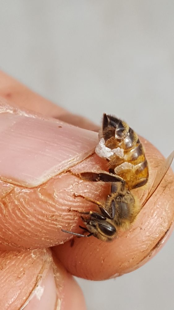 EASTSIDE BEE REMOVAL Updated July 2024 20 Photos & 23 Reviews