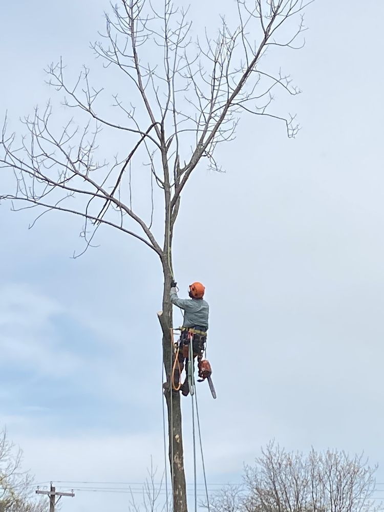 Complete Tree Removal - tree service in Cheektowaga, NY