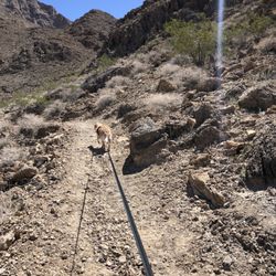 My dog Luna leading the way