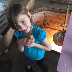 Zweber Farms - Zweber Farms chickens are raised with care.