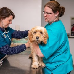Cornerstone Veterinary Hospital