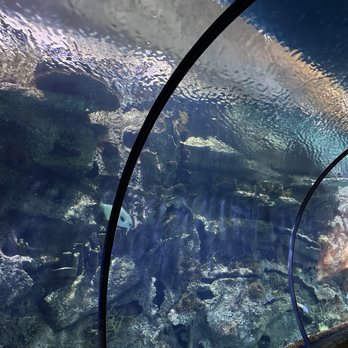 Shark Reef Aquarium at Mandalay Bay - Aquariums Near Me - Las Vegas, Nevada