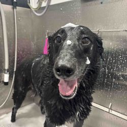 Barkbus Mobile Dog Grooming - Pippin getting a bath