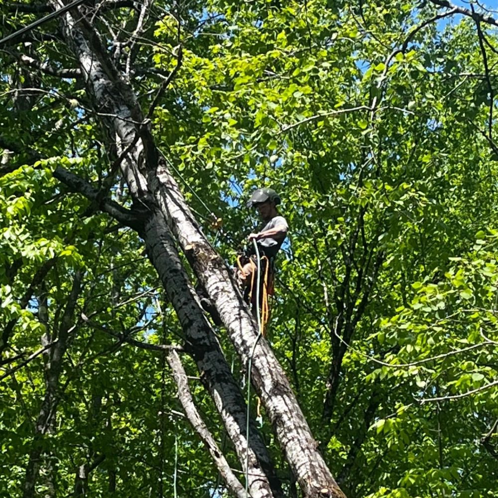 APEX TREE CARE - Updated June 2026 - Request a Quote - 3737 Carlton St ...