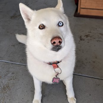 Go Go Spa - super clean and white - Pet Groomers Near Me - Rosemead, California Go Go Spa - super clean and white - Pet Groomers Near Me - Rosemead, California