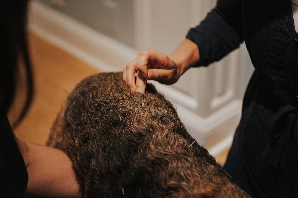 COPPER MOON VETERINARY WELLNESS Updated August 2024 13 Photos 31