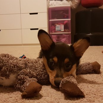 Hollywood Feed - Love his new squeaky  toy from Bark n Purr !!! - Pet Stores Near Me - Austin, Texas