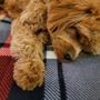 Photo of Elegant Pet