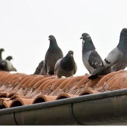 Desert Squad Pest & Wildlife - Don't let pigeons rest on your roof! We can help rid your of your unwanted guests.